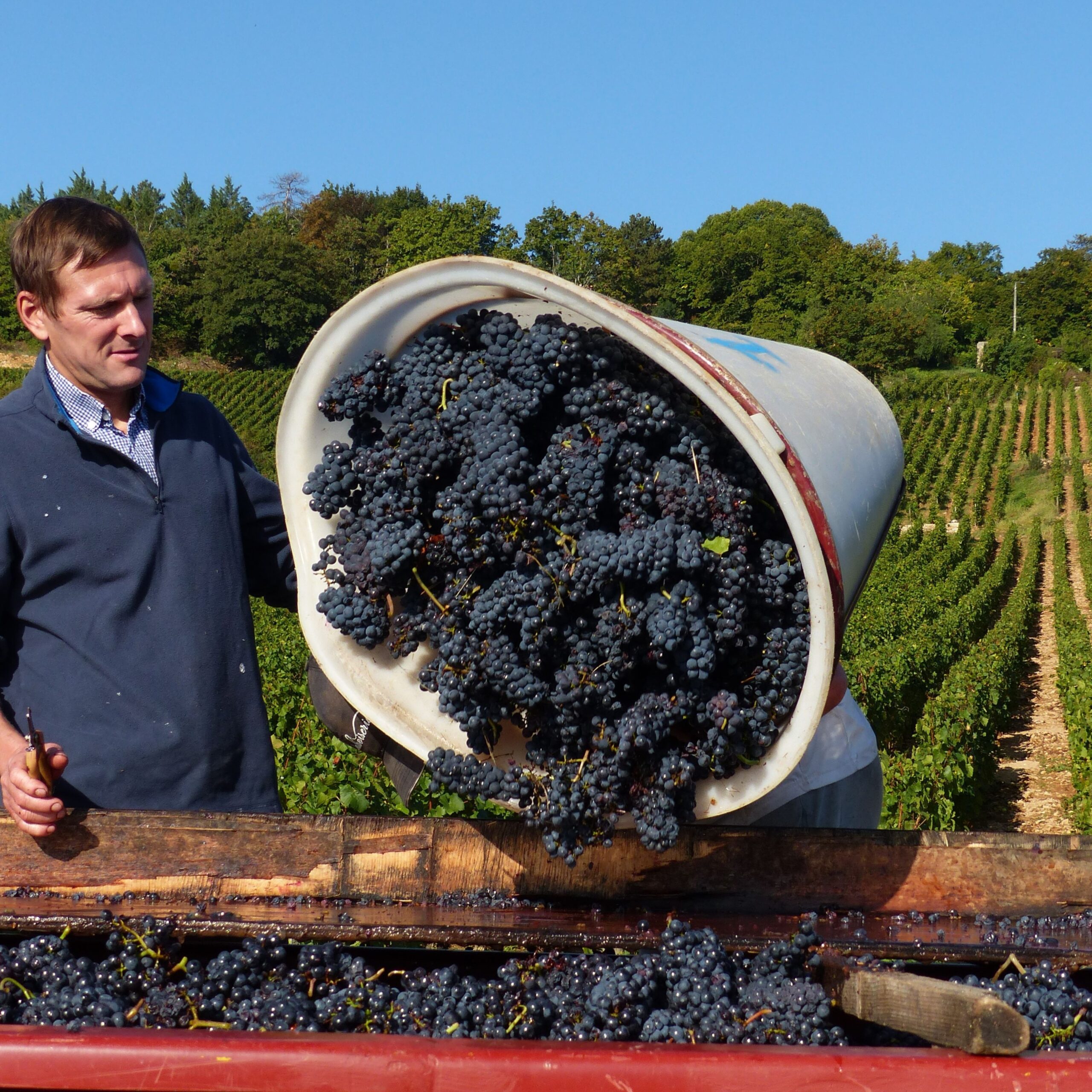 Vendanges-1