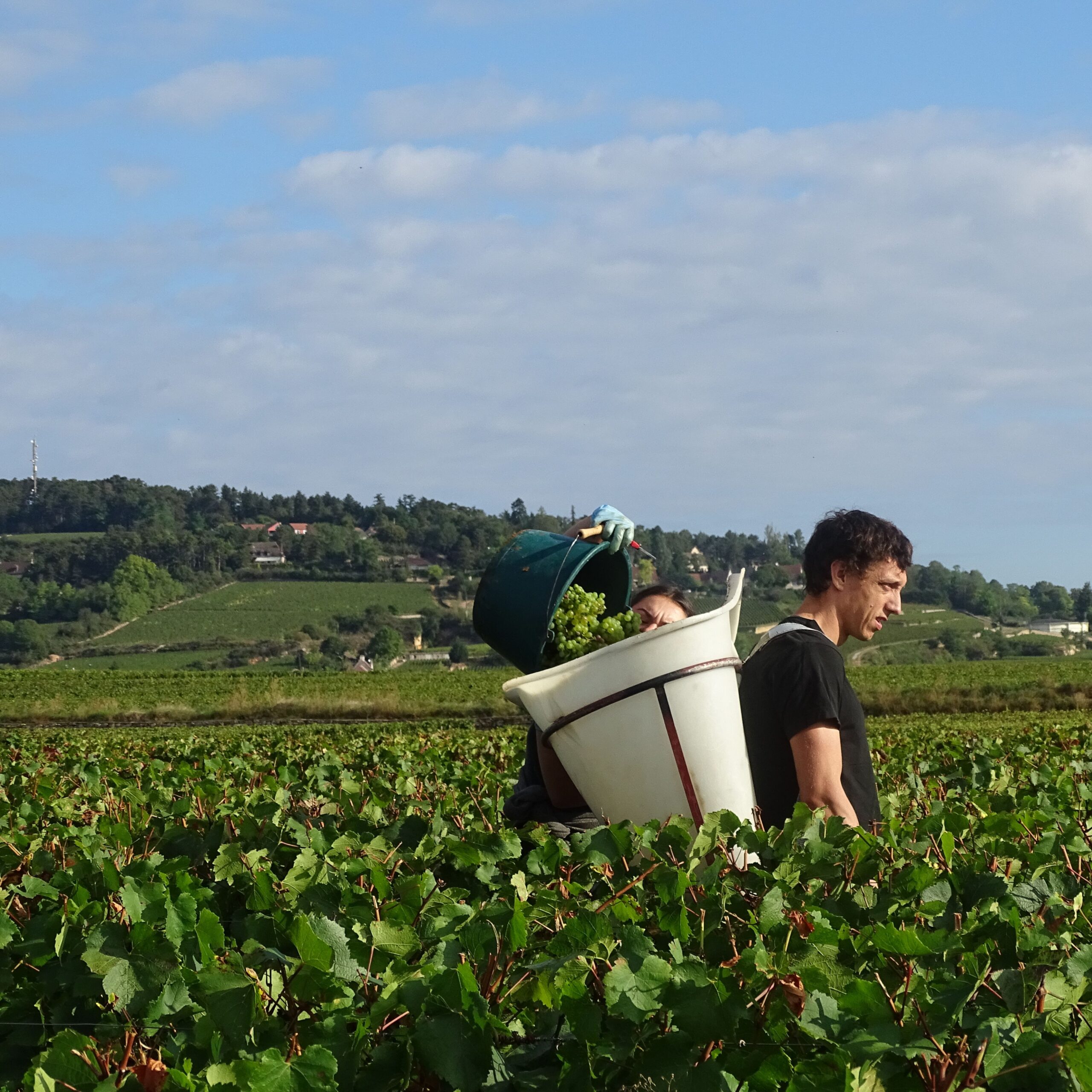 Vendanges-2