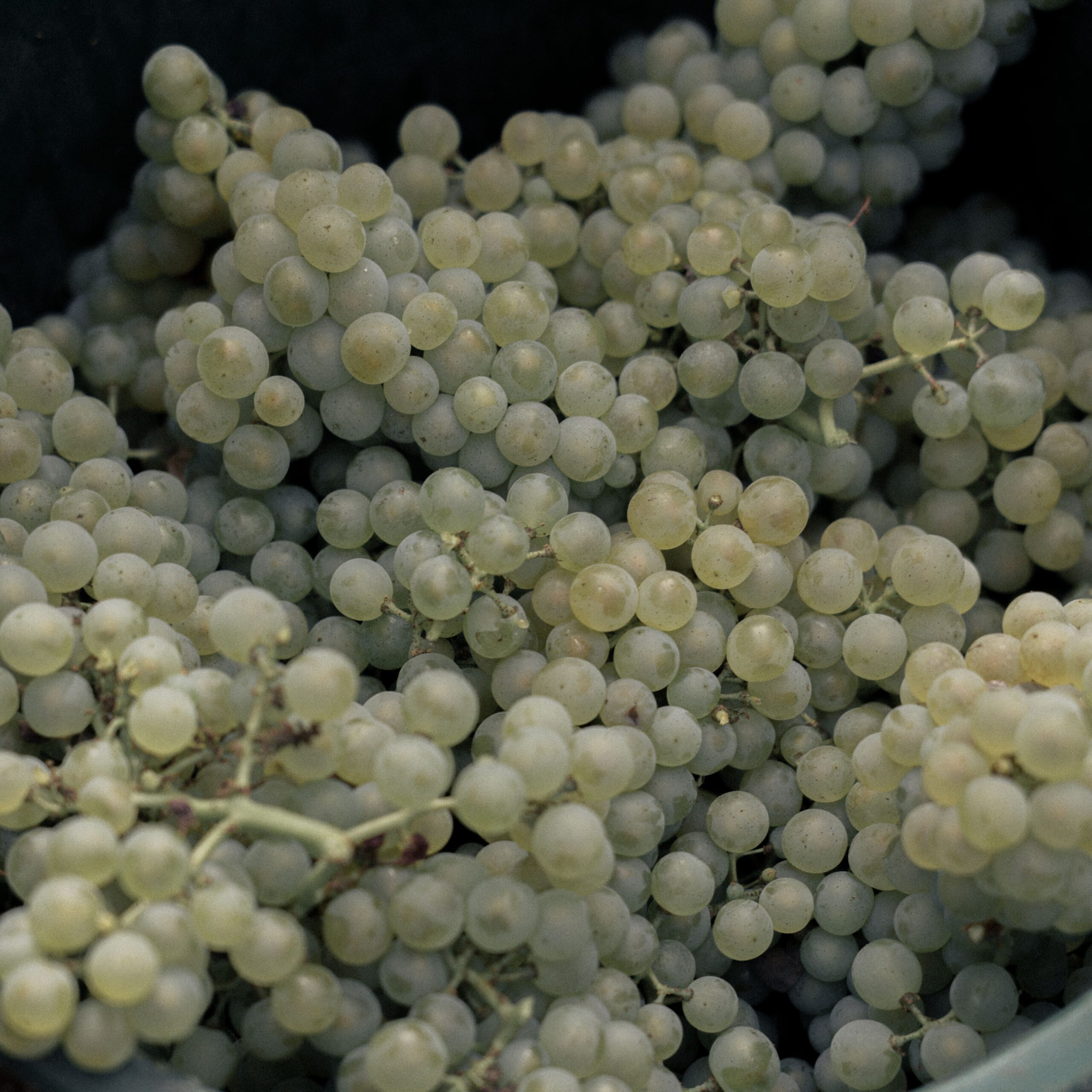 Vendanges-3