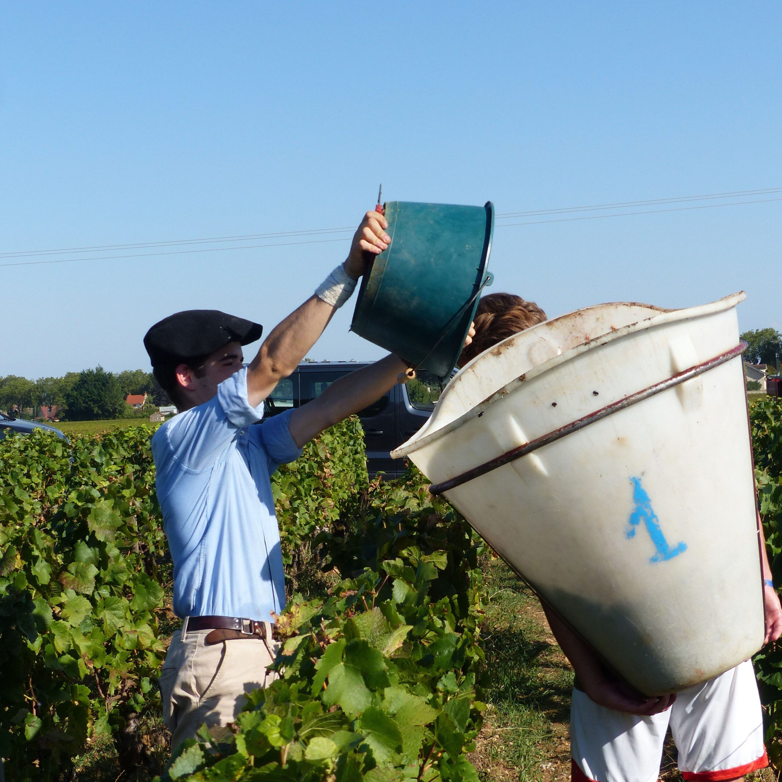 Vendanges-4